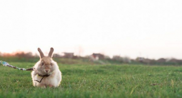 Použití králičího postroje